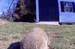 Groundhog  Eating Gopher GIF