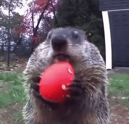 Groundhog Eats Farmers Crop GIF