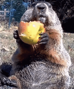 Groundhog Enjoy Eating GIF