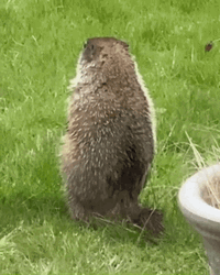 Groundhog Feeling Shy GIF