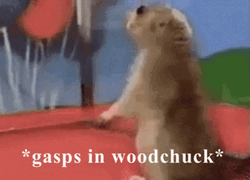 Groundhog Gasps In Woodchuck GIF