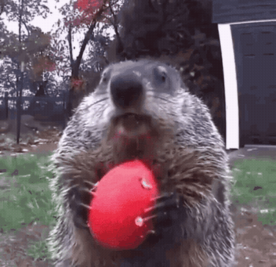 Groundhog Holding Red Ball GIF