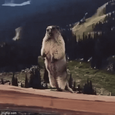 Groundhog On Hind Legs With CTE Chatte GIF