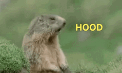 Groundhog Shouting Hood GIF