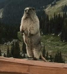 Groundhog Shouting Meatloaf GIF