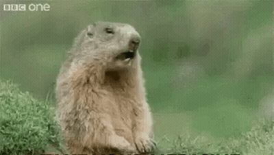 Groundhog Sitting In Grass Saying Hey GIF