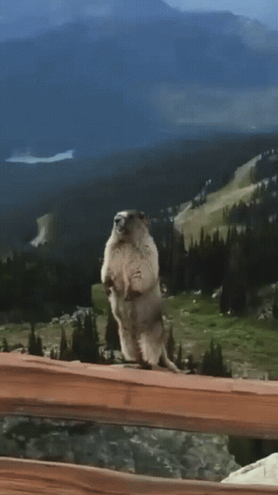 Groundhog Standing On Fence Overlooking Mountains GIF