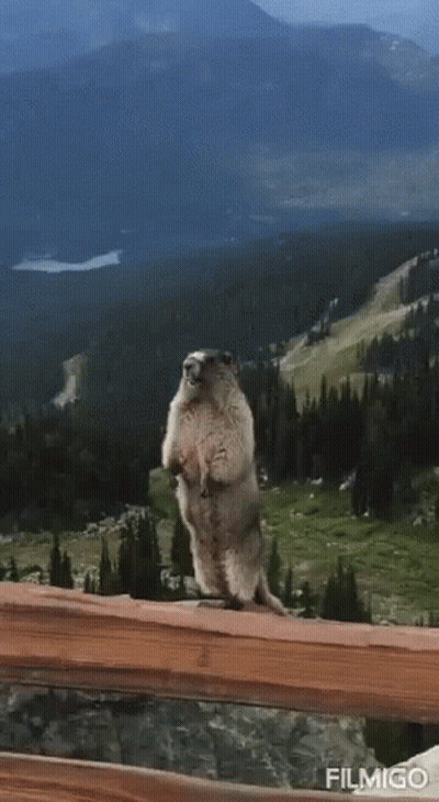 Groundhog Standing On Hind Legs On Wooden Fence With Brock GIF