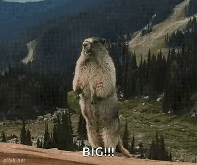 Groundhog Standing On Hind Legs Saying Big GIF
