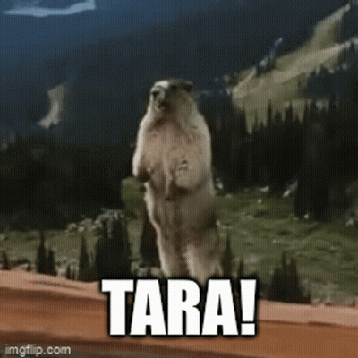 Groundhog Standing On Hind Legs With Tara GIF