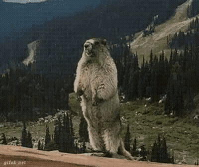 Groundhog Standing On Rock In Mountains GIF