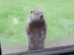 Groundhog Standing Outside GIF