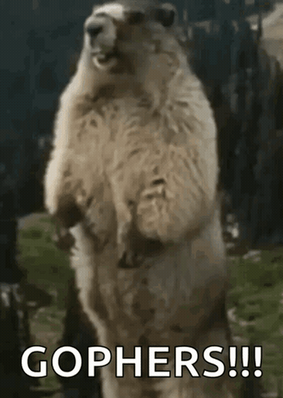 Groundhog Standing With Gophers GIF