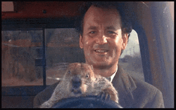 Groundhog Teach How To Drive GIF