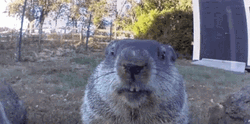 Groundhog Waiting Someone GIF
