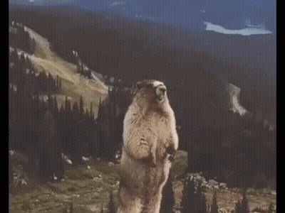 Groundhog With Hay Sardinia GIF