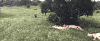 Group Of Animals Laying In Grass Including Lion Cub GIF