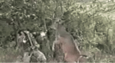 Group Of Animals Standing In Forest GIF
