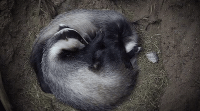 Group Of Badgers Sleeping Together In Dirt GIF