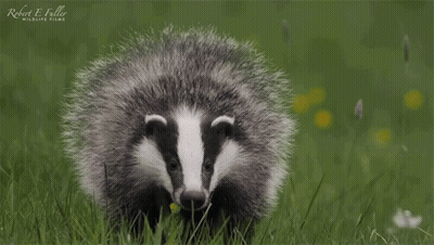 Group Of Badgers Standing In Field Saying Welcome To Minnmax GIF