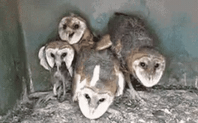 Group Of Barn Owls Sitting In Nest GIF
