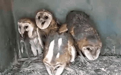 Group Of Barn Owls Sitting On Nest GIF