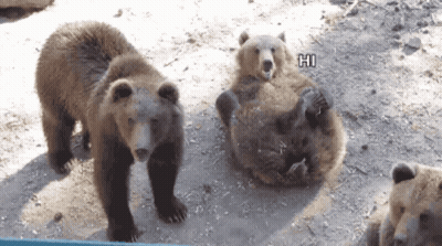 Group Of Bears Laying On Ground One Says Hi GIF