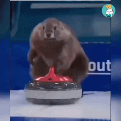 Group Of Beaver Curling GIF