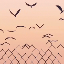 Group Of Bird Flying GIF