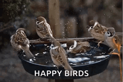 Group Of Birds In Bird Bath GIF
