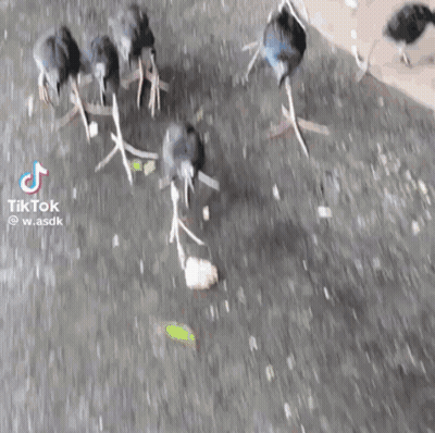 Group Of Birds Standing On Hind Legs In Puddle GIF