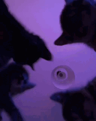 Group Of Cat Vibing  GIF