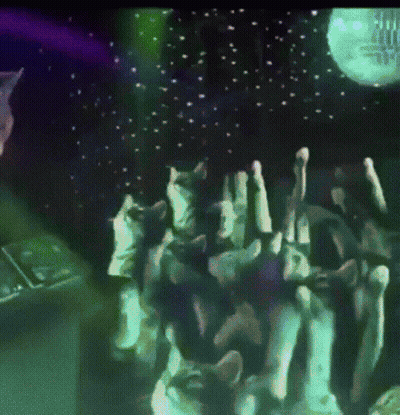 Group of Cats Dancing in Front of Disco Ball