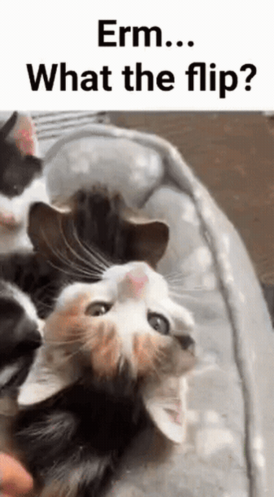 Group Of Cats Laying On Top Of Each Other On Bed GIF