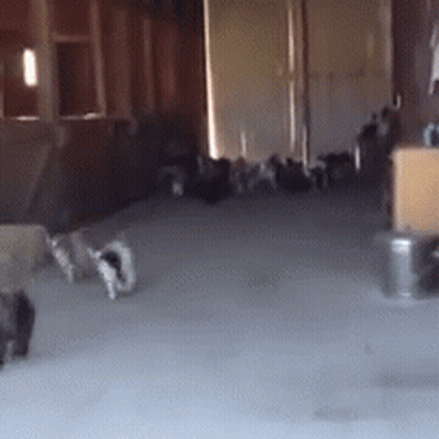 Group Of Cats Playing On Gray Carpet GIF