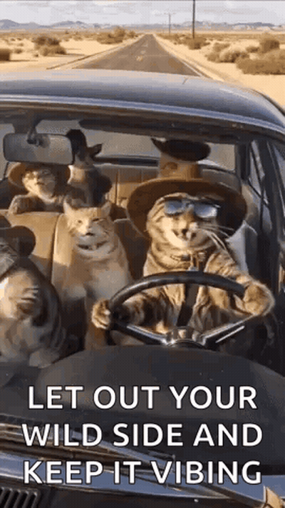 Group Of Cats Sitting In Car GIF