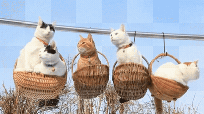 Group Of Cats Sitting In Wicker Baskets GIF