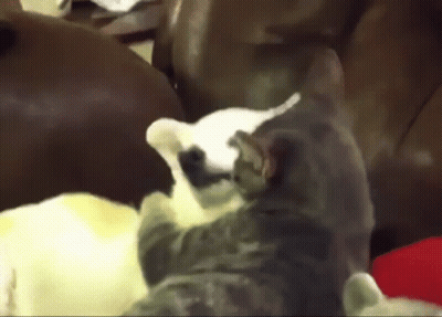 Group Of Cats Sitting On Couch GIF