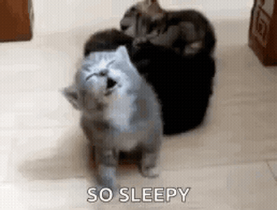 Group Of Cats Sitting Together GIF