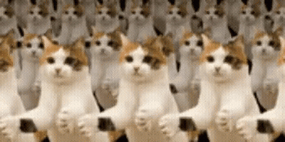 Group Of Cats Standing In A Row With Paws Up GIF
