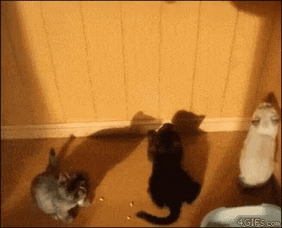 Group Of Cats Standing Together GIF