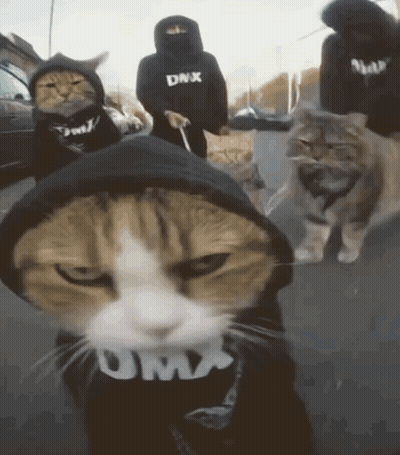 Group Of Cats Wearing DMX Hoodies Walking Down Street GIF