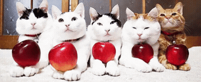 Group Of Cats With Apples On Paws GIF