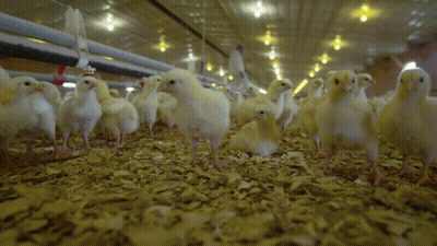 Group Of Chickens Standing In Barn GIF