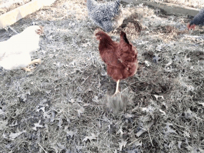 Group Of Chickens Standing On Hay Pile GIF