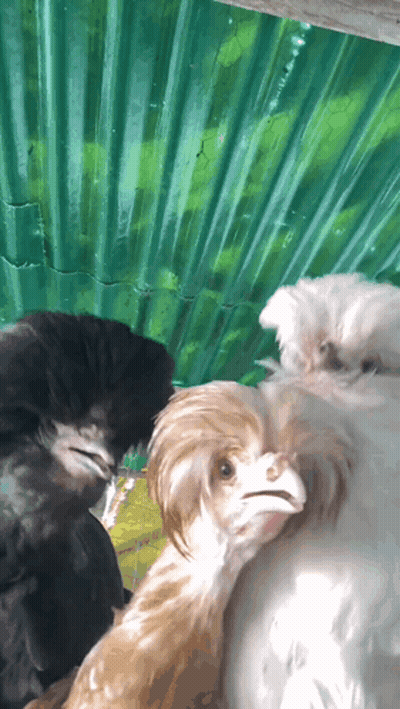 Group Of Chickens Standing Together GIF