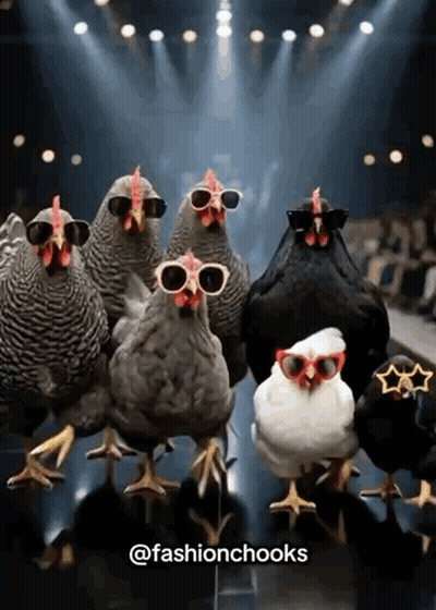 Group Of Chickens Wearing Sunglasses On Stage GIF