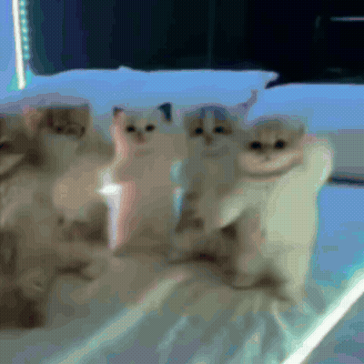 Group Of Dogs Playing With Blue Ball GIF