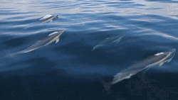 Group Of Dolphin Swimming GIF