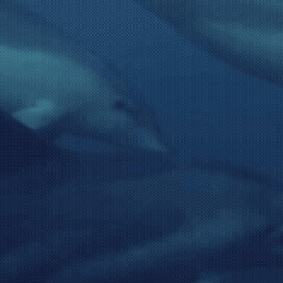 Group Of Dolphins Swimming In Ocean GIF